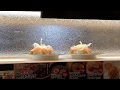 【はま寿司】おったまげた!回らず超高速で来たお寿司