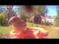 Birds video morning 🌞 today 