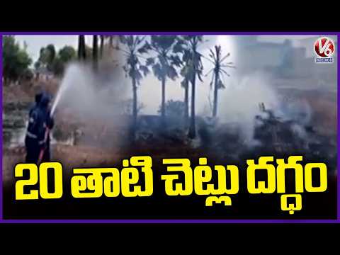 Fire Incident In Choppadandi | Over 20 Toddy Palm Trees Burnt | Karimnagar | V6 News - V6NEWSTELUGU