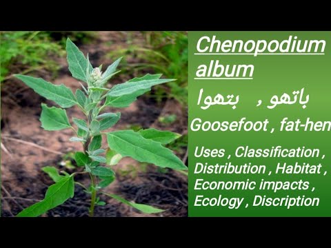 वीडियो: क्या चेनोपोडियम एल्बम जहरीला होता है?