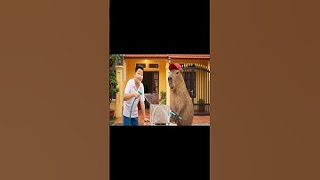 Cách Capy và anh làm mới laptop #capybara #capybarayeunoi #ongbavaboss #vuive