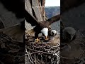 Saved Just in Time! Mother Eagle Rips Snake from Nest 😱