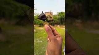 Ông nội tội nghiệp và Em bé dễ thương Rất buồn cười OBJ#cute #shortsfeed YP416