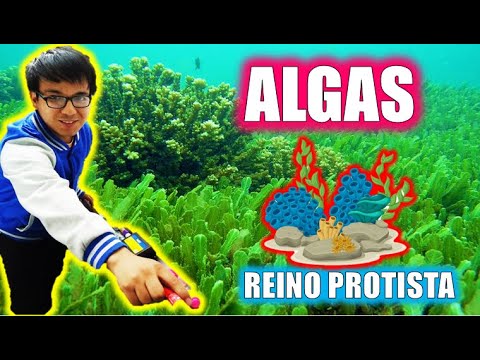 [ BIOLOGÍA FREE ] - ALGAS | REINO PROTISTA
