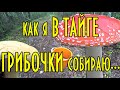 Как я в тайге грибочки собираю. Секрет успешного сбора грибов - внутри.