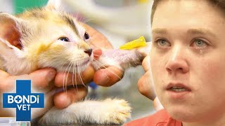 Kitten Has Brain Damage Symptoms After Fall From Scratching Post  | Bondi Vet Clips | Bondi Vet