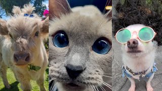 Aw Alert!  😍  Cats, Dogs & More Being SUPER Cute and Funny! by PetsOnly 422 views 6 months ago 8 minutes, 3 seconds