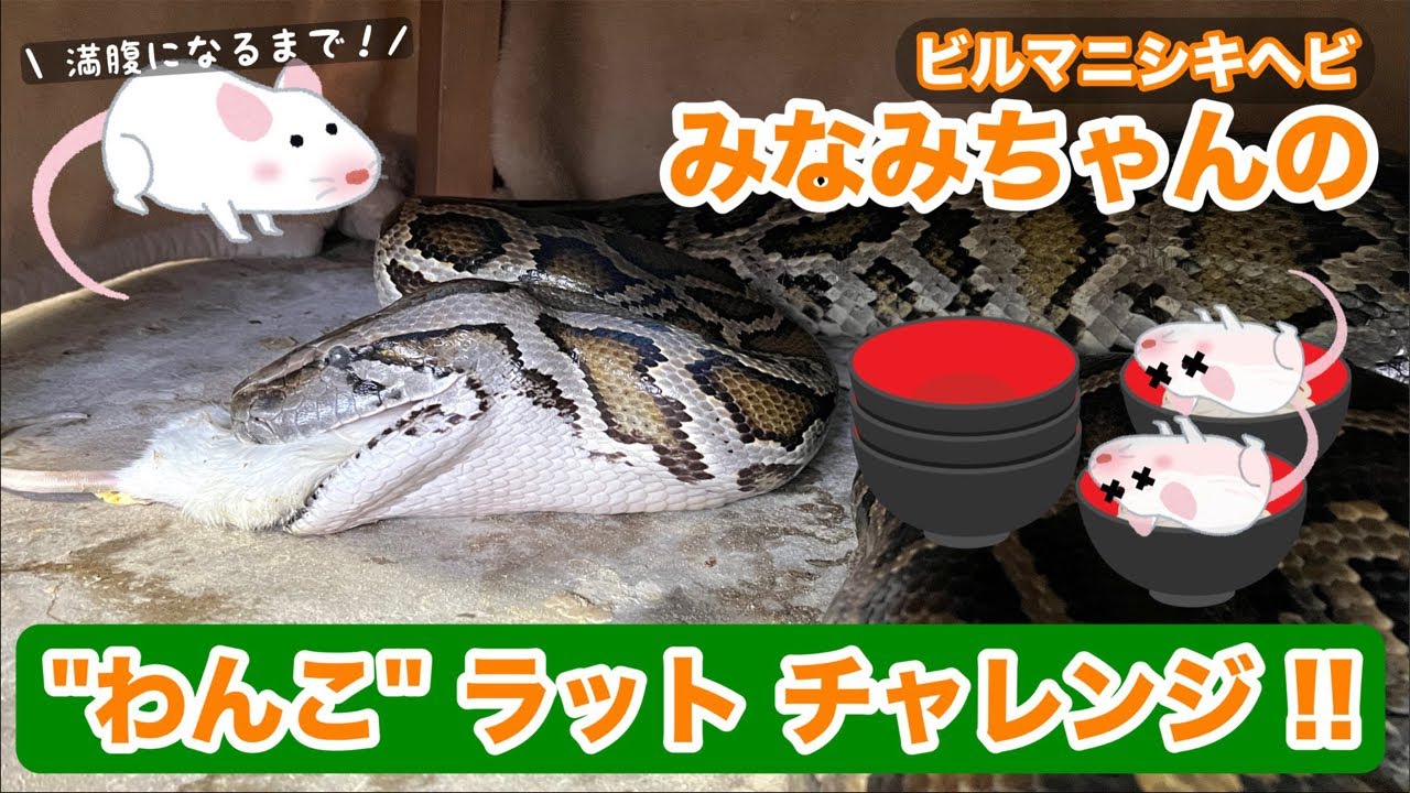 【GW SP】巳波ちゃんのわんこラットチャレンジ!