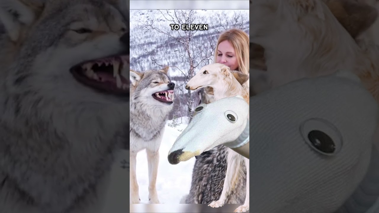 Let Me Do It For You Borzoi Dog Meme Explained 