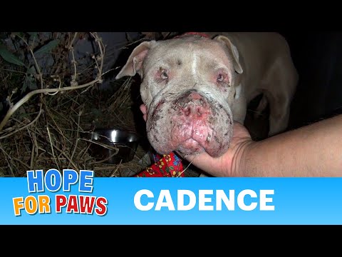 Saving Cadence - an abused Pit Bull shows us the power of second chances.  Please share.