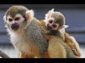 ときわ動物園、山口県宇部市、２０１６年３月 (Tokiwa Monkey Park, Ube City, Yamag…