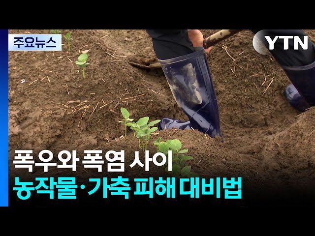 폭우와 폭염 사이...농작물·가축 피해 줄이려면 / YTN