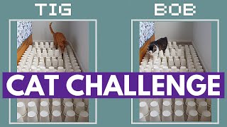 Cat paper cup challenge game!