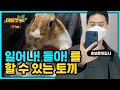 토끼도 일어서, 돌아 할 수 있다고?!(Can a rabbit sit and turn around?!)