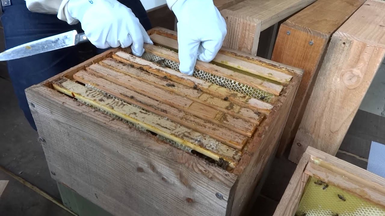 Préparation de nucleus en série sur ruches warré avec 3 rayons minimum