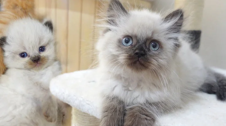 Watch the video about How a himalayan seal point kitten grows from 0 8 weeks