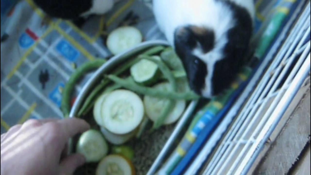 Guinea Pigs Eating Fresh Home Garden Veggies