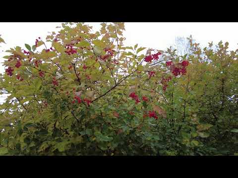 Осень в деревне