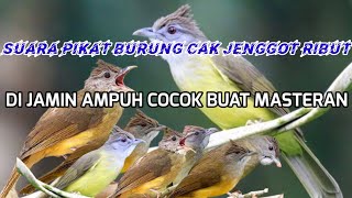 Suara pikat burung cucak jenggot ribut