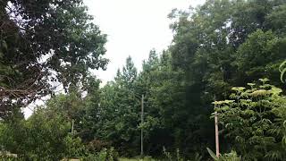 New swarm capture in my Popcorn Tree !