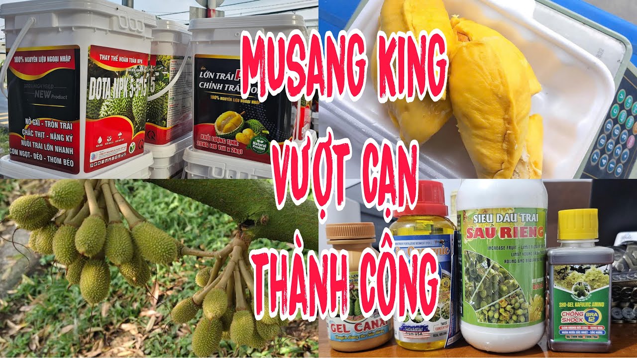 Bài Học Quý Giá Về GIỐNG SẦU RIÊNG MUSANG KING, Giúp Thành Công 200 Gốc Musang King Đậu Trái Cực Đẹp