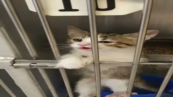 Cute and Hilarious Animal Videos Compilation Part 3