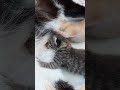 La gata gatita dando leche a los gatitos pequeños 👉gato gatos animales domésticos cat cats