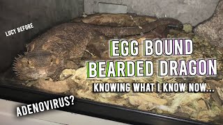 My Egg Bound Bearded Dragon: What I Would Do Differently