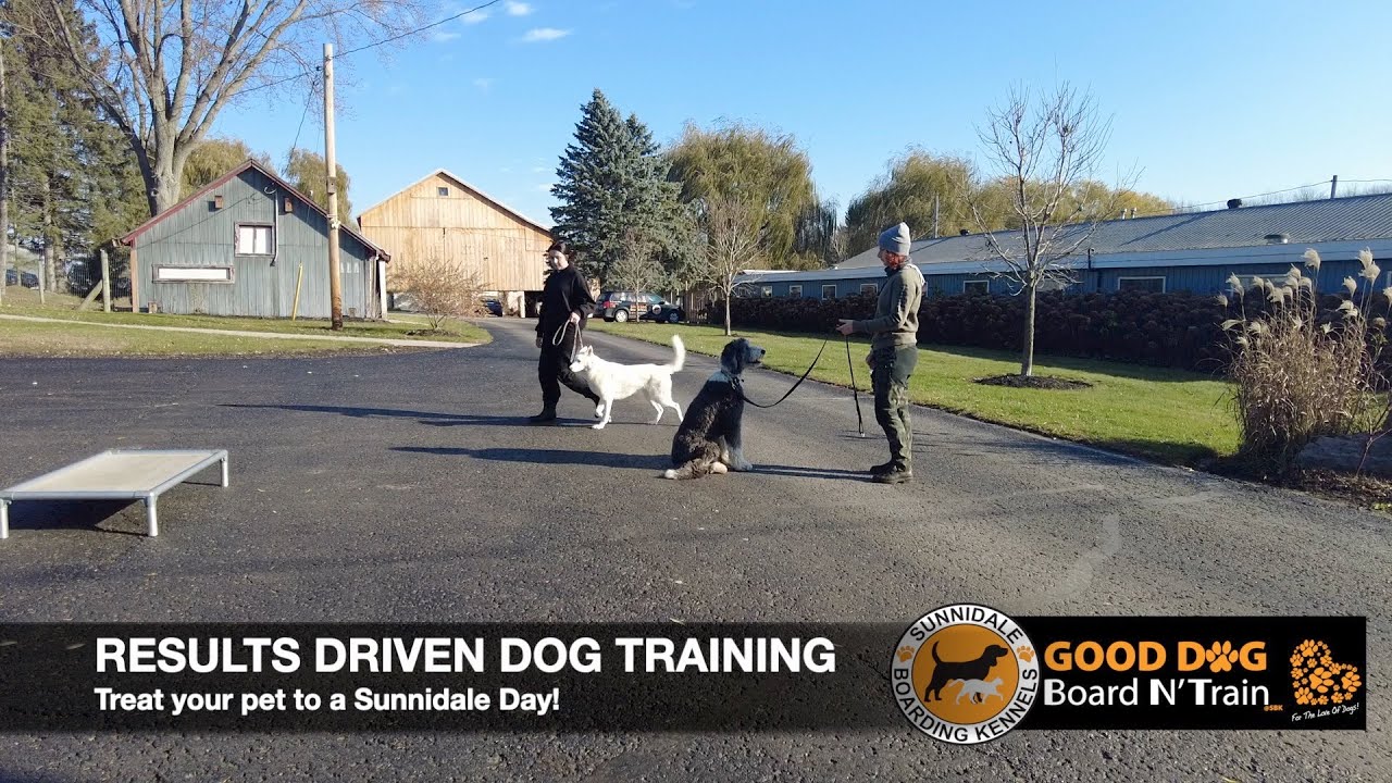 Hobbes 21-Day GOOD DOG Board N' Train Program At Sunnidale Boarding ...