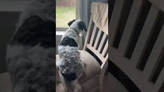 A Compilation of short Govie Clips, #2