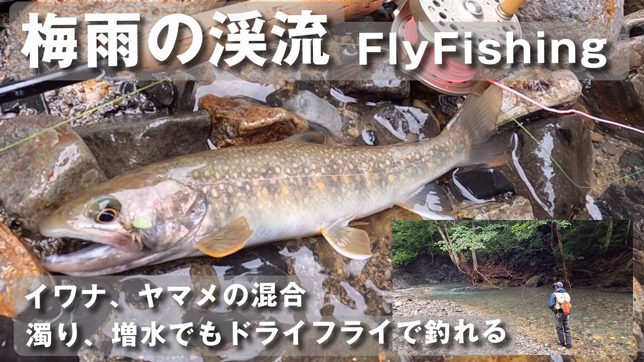 イワナとヤマメ両方釣れた もどり梅雨の渓流ドライフライフィッシング Youtube