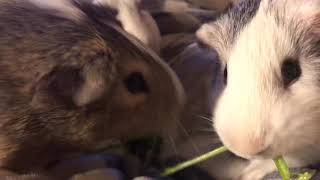 Guinea Pig Eating in Slow mo