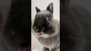 Cute Pet Rabbit Lop Eared Cuteness Overload! 🐰🥰 Must Watch Video!