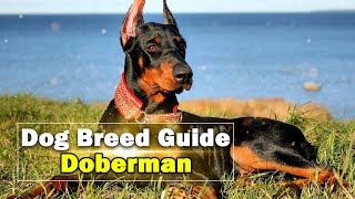 Doberman  Confident, Alert, Loyal and Fearless Dog Breed