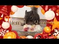 【俵太先生のクリスマス】手が汚れるからケーキは切って欲しい俵太先生