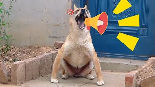 May Funniest Cats and Dogs or Other Animal 2024 😹🐶 Part 1