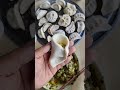 Creative magic Food & Dumpling Art #FoodShorts #Cooking #cookingideas #fooddesign #momos