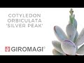 Cotyledon orbiculata silver peak