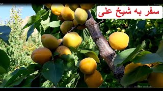 Hazaristan travelogues Epic15 سفرنامه هزارستان 15: سفر به ولسوالی شیخ علی