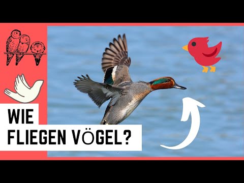 Video: Welche Vögel Fliegen In Warme Länder?