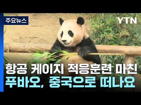 항공 케이지 적응훈련 마친 푸바오, 중국으로 떠나요 / YTN