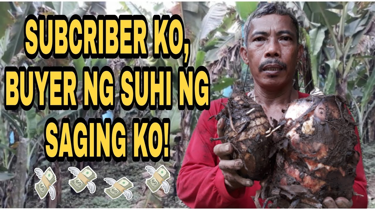 SUHI NG SAGING NA LAKATAN | PANG BENTA AT PANG TANIM MULI | TRES PLANTERS