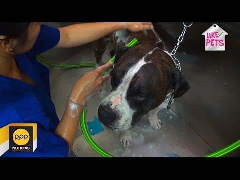 Video: Pregúntele a un veterinario: ¿Con qué frecuencia debo bañar a mi perro?