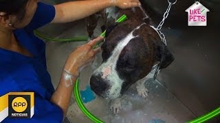 LIKE PETS │ Aprende cómo bañar a tu perro