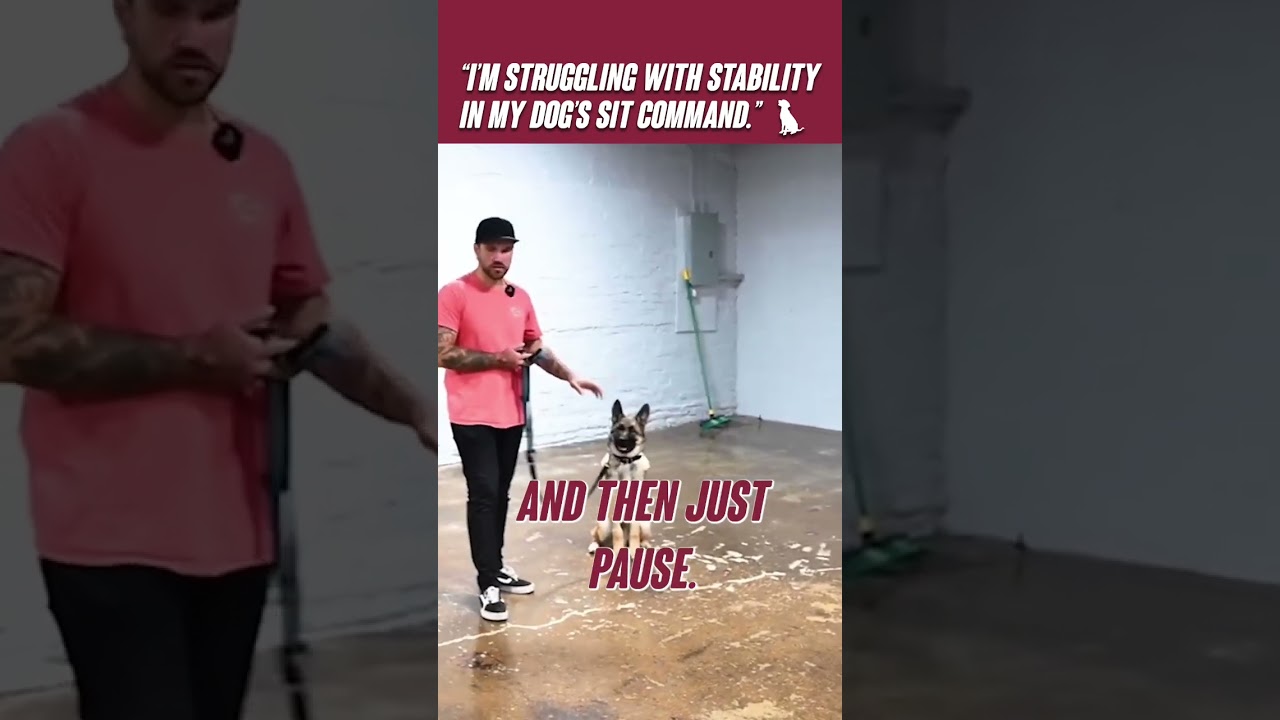 “I’m struggling with stability in my dog’s sit command.” 