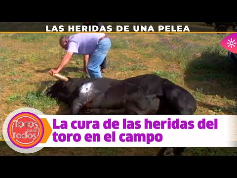 Toros para todos |Cura a un toro herido en una tremenda pelea en la ganadería Soto de la Fuente