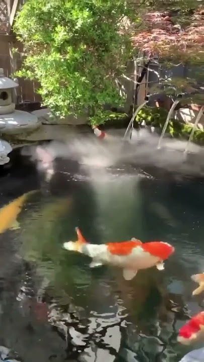 kolam koi berasap #ikanhias #koifish #ikan #koi #koiindonesia #koipond #glowfish #kucing #kucinglucu