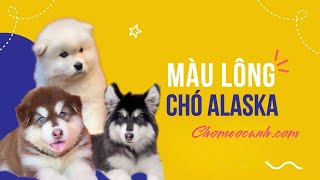 Màu lông của chó Alaska gồm những màu nào? Phân biệt màu lông của chó Alaska