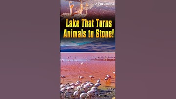 Lake That Turns Animals Into Stone – The Deadly Secret Behind Nature’s Most Mysterious Lake!