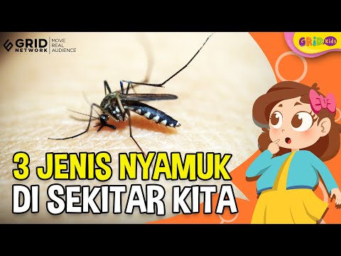 Video: Nyamuk malaria. Seberapa berbahaya gigitannya?